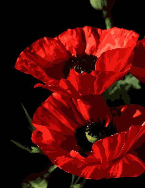 Maci roșii (The red poppies) - Pictură pe numere - Pictorul Fericit