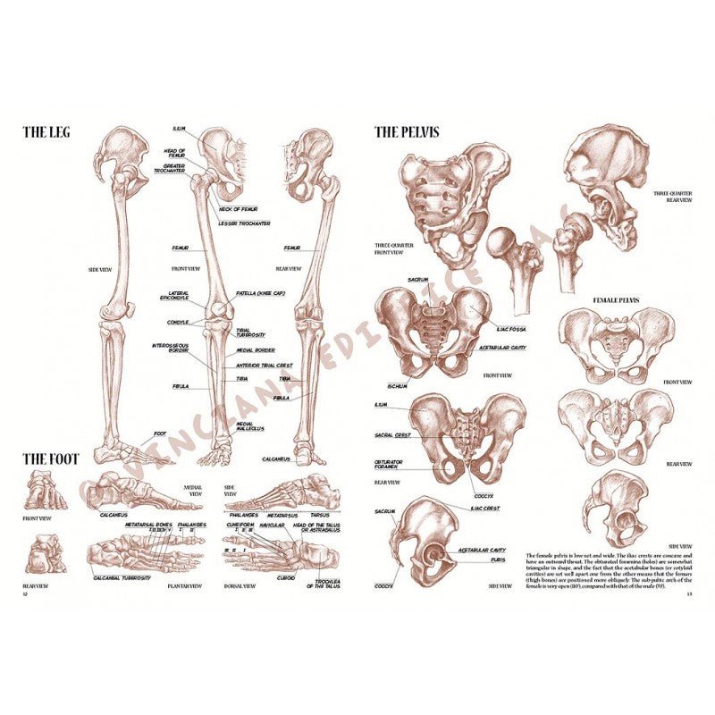 Anatomia artistică, nr. 4 cu ilustrații, colecția Leonardo, Vinciana Editrice