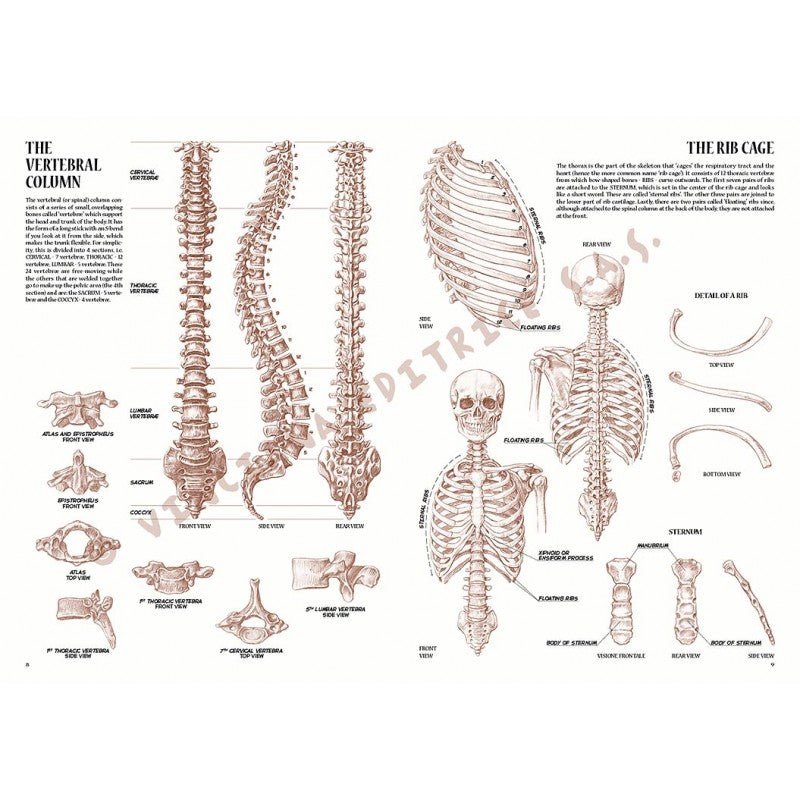 Anatomia artistică, nr. 4 cu ilustrații, colecția Leonardo, Vinciana Editrice