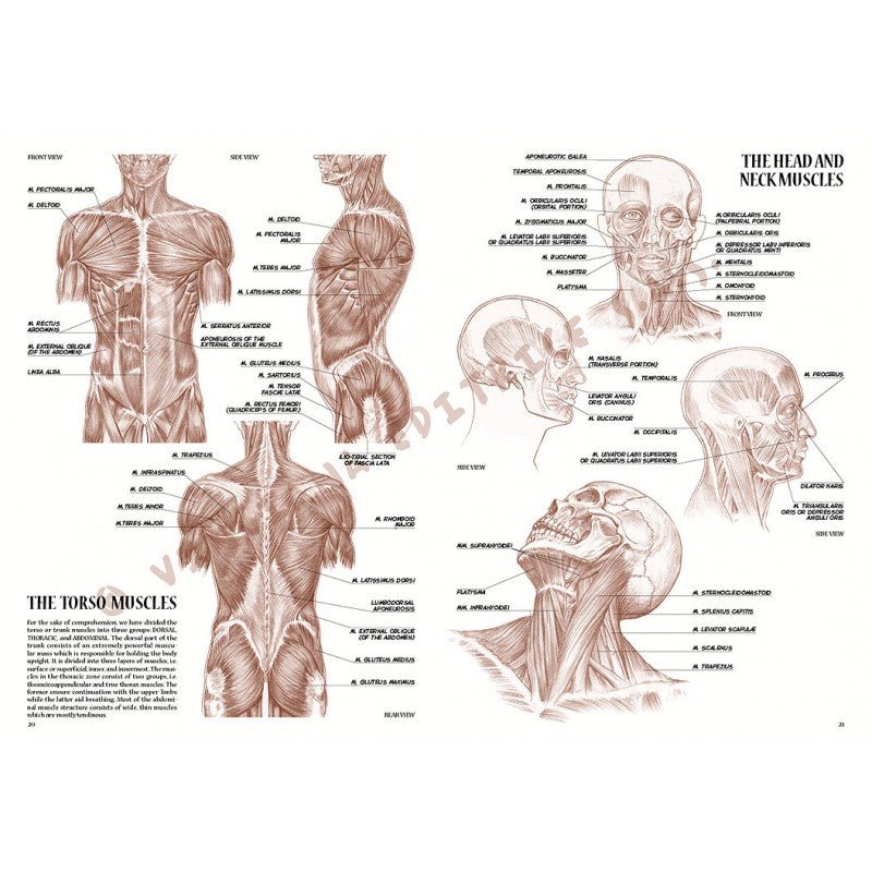 Anatomia artistică, nr. 4 cu ilustrații, colecția Leonardo, Vinciana Editrice