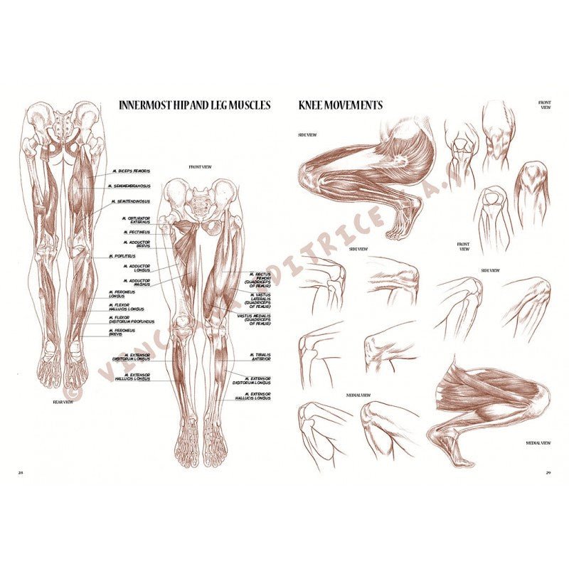 Anatomia artistică, nr. 4 cu ilustrații, colecția Leonardo, Vinciana Editrice