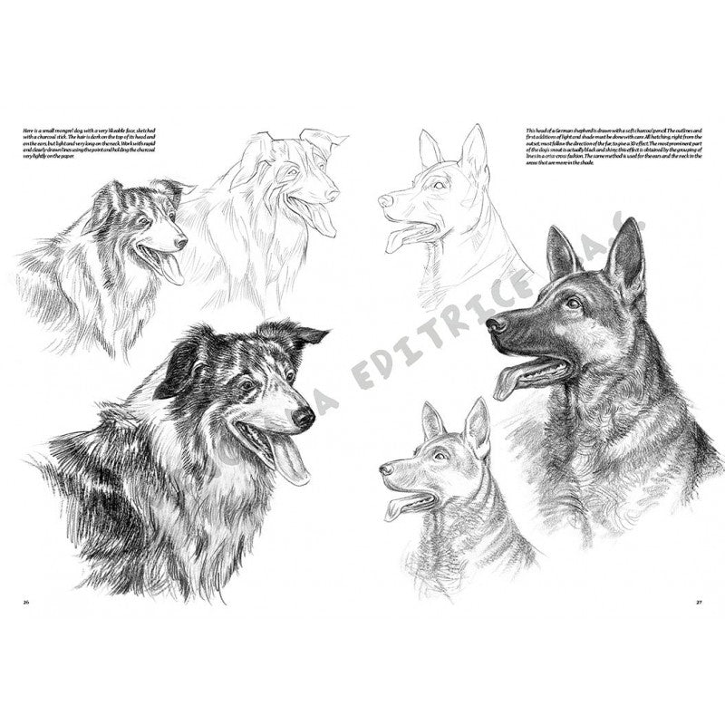 Animale, nr. 13 cu ilustrații, colecția Leonardo, Vinciana Editrice - Pictorul Fericit