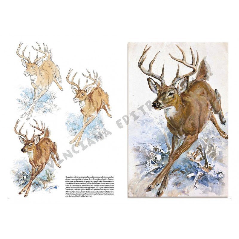 Animale, nr. 13 cu ilustrații, colecția Leonardo, Vinciana Editrice - Pictorul Fericit