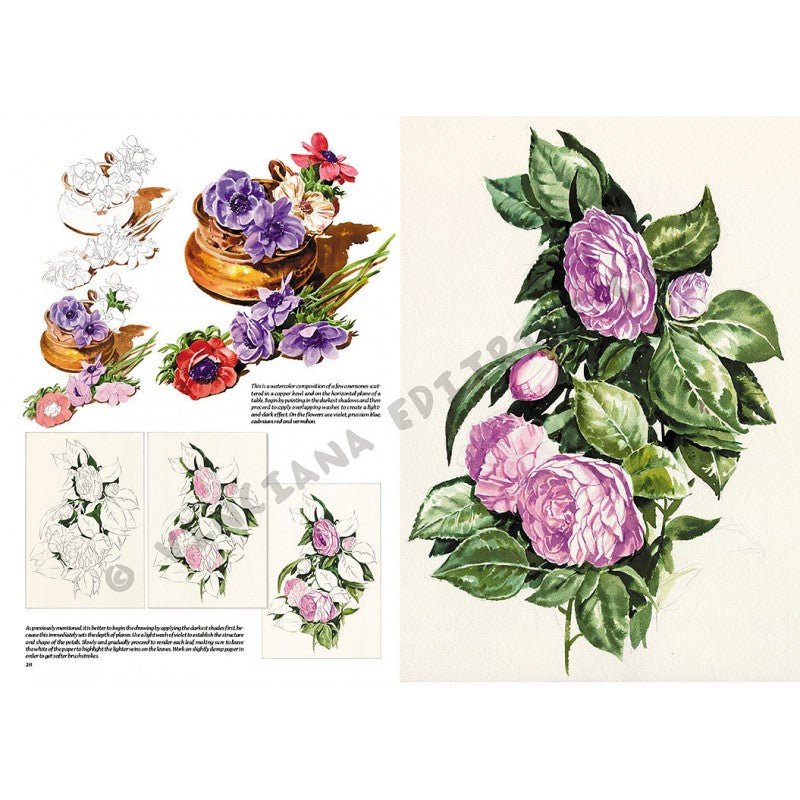 Flori, nr. 20 cu ilustrații, colecția Leonardo, Vinciana Editrice