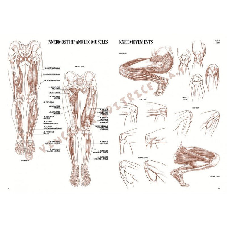 Anatomia artistică, nr. 4 cu ilustrații, colecția Leonardo, Vinciana Editrice