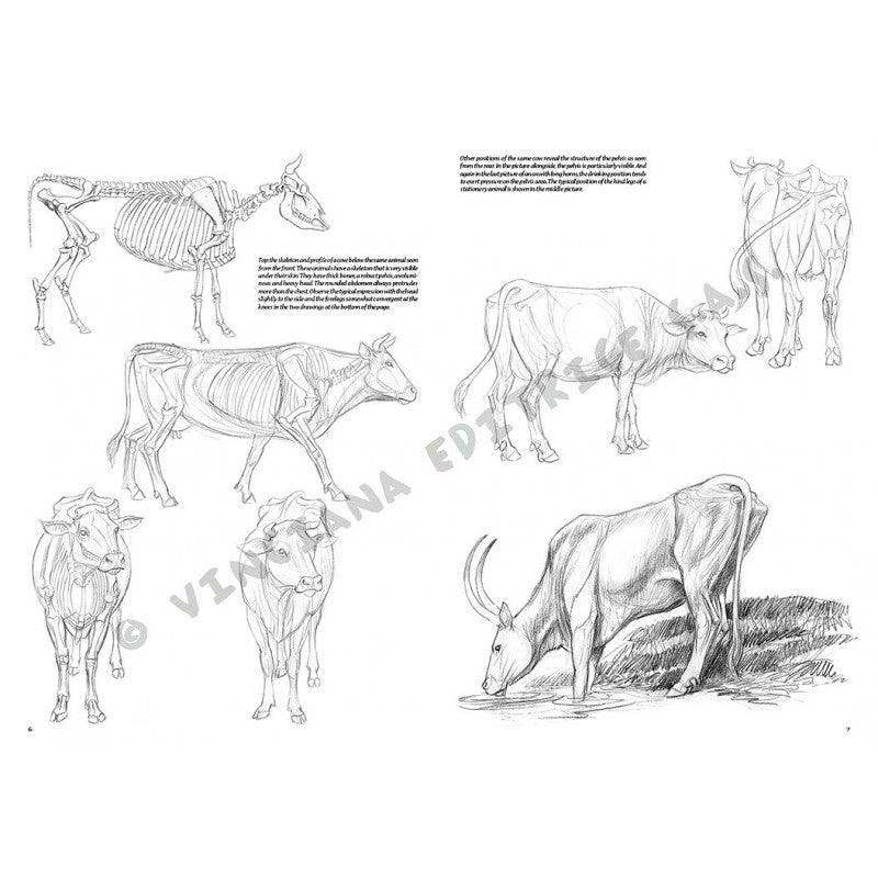 Animale, nr. 13 cu ilustrații, colecția Leonardo, Vinciana Editrice - Pictorul Fericit